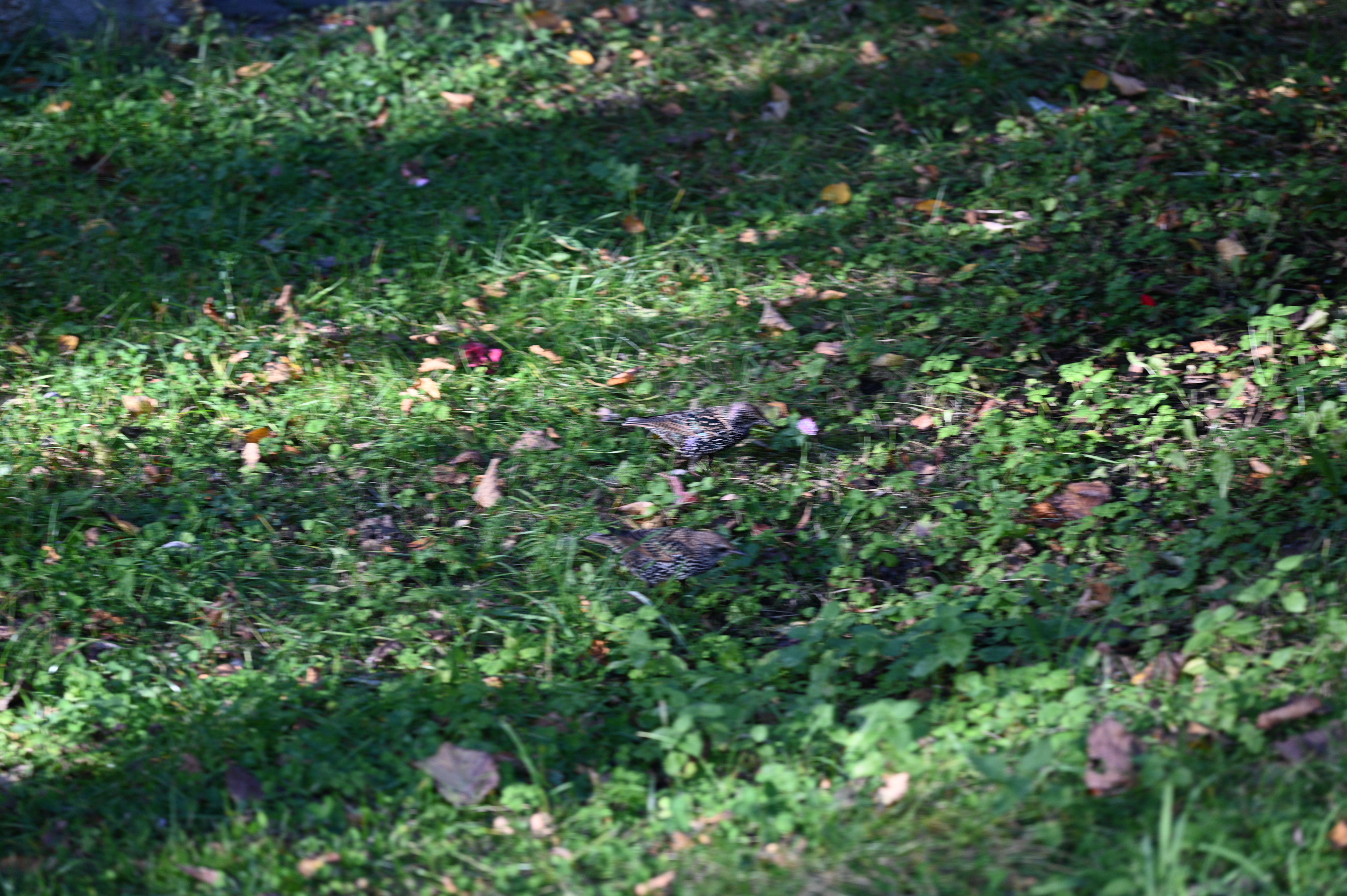 2025/10/18 - walk/DSC_0135.JPG